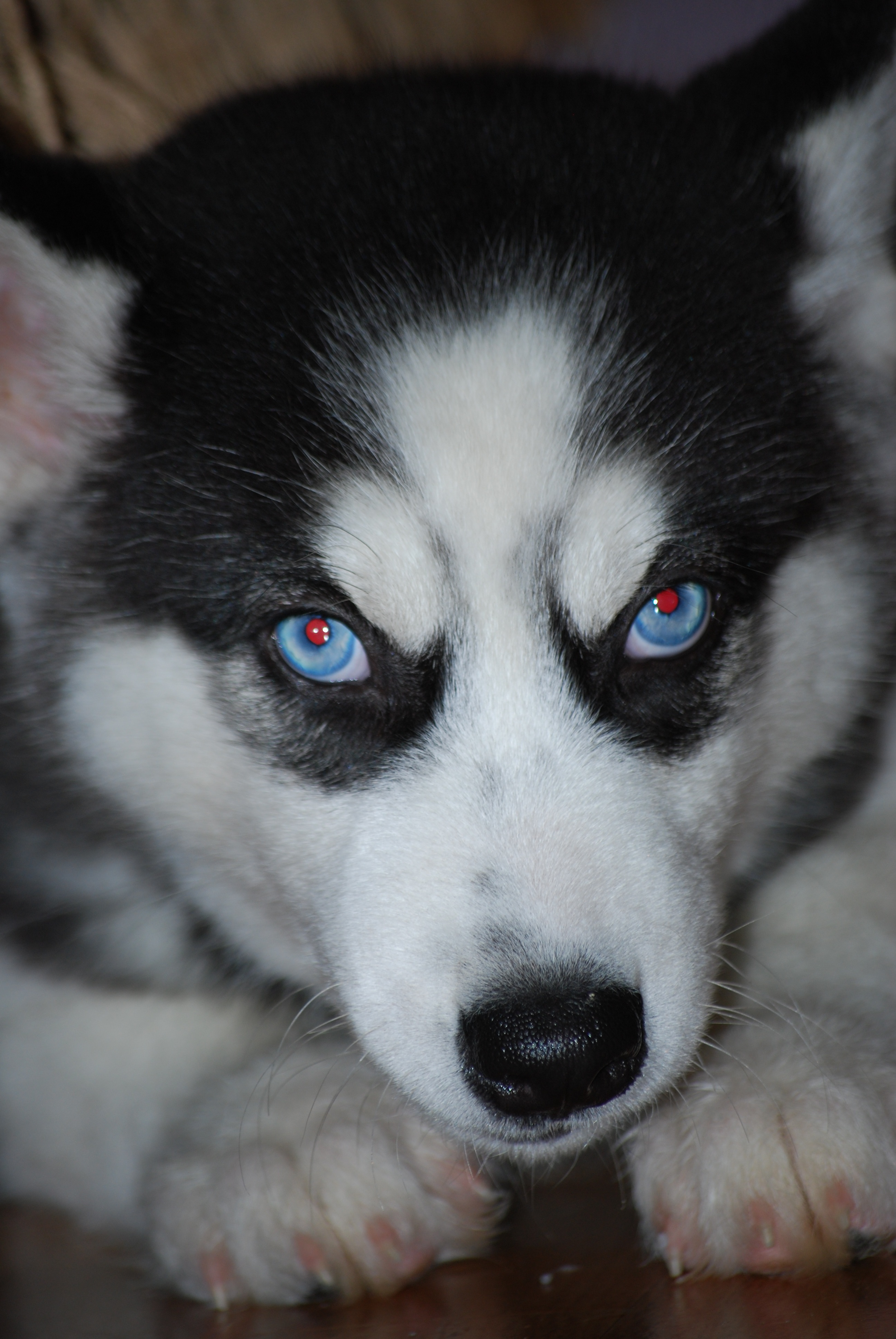 Detail Jenis Anjing Siberian Husky Nomer 37