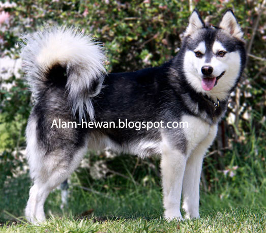 Detail Jenis Anjing Siberian Husky Nomer 38