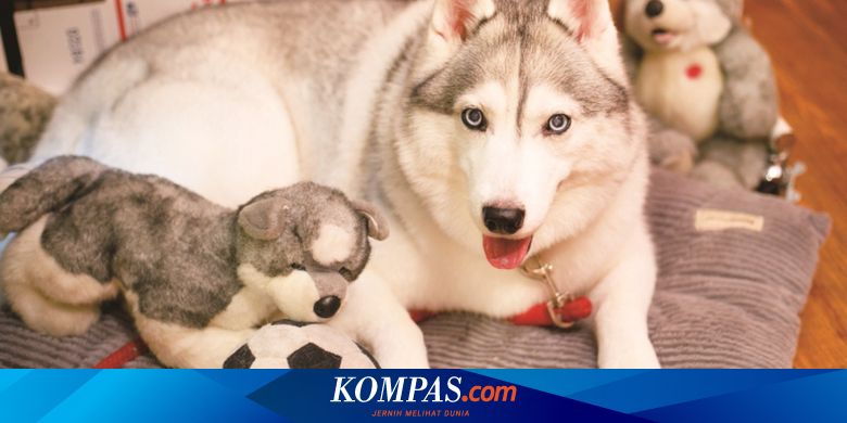 Detail Jenis Anjing Siberian Husky Nomer 44