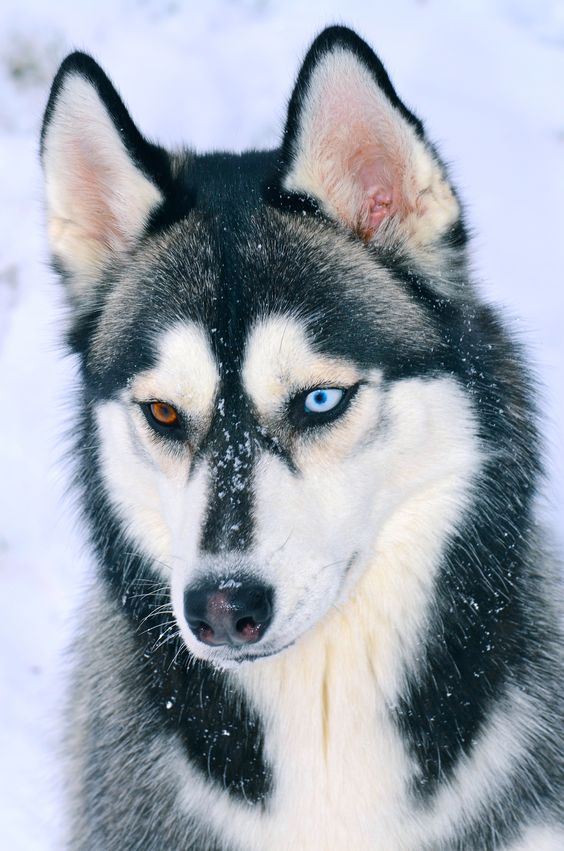 Detail Jenis Anjing Siberian Husky Nomer 49