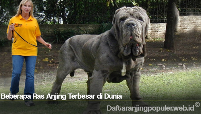 Detail Jenis Anjing Terbesar Nomer 16