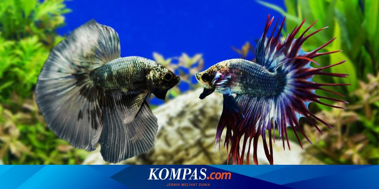 Detail Jenis Aquarium Cupang Dan Gambar Nomer 5