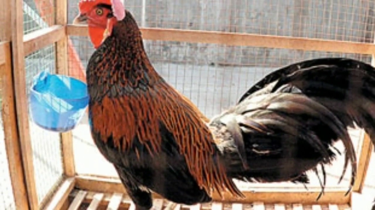 Detail Jenis Ayam Aduan Filipina Nomer 30