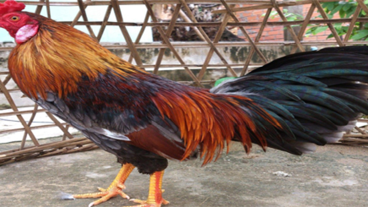 Detail Jenis Ayam Aduan Filipina Nomer 9