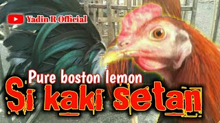 Detail Jenis Ayam Boston Nomer 43