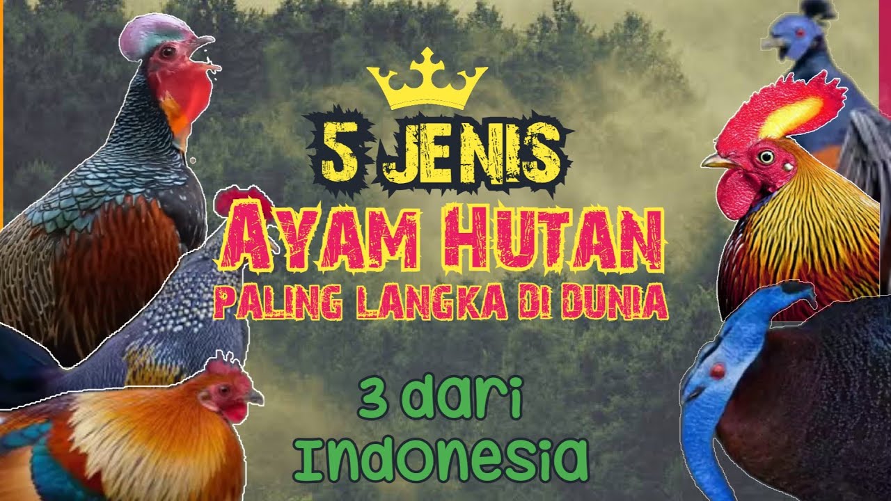 Detail Jenis Ayam Hutan Nomer 19