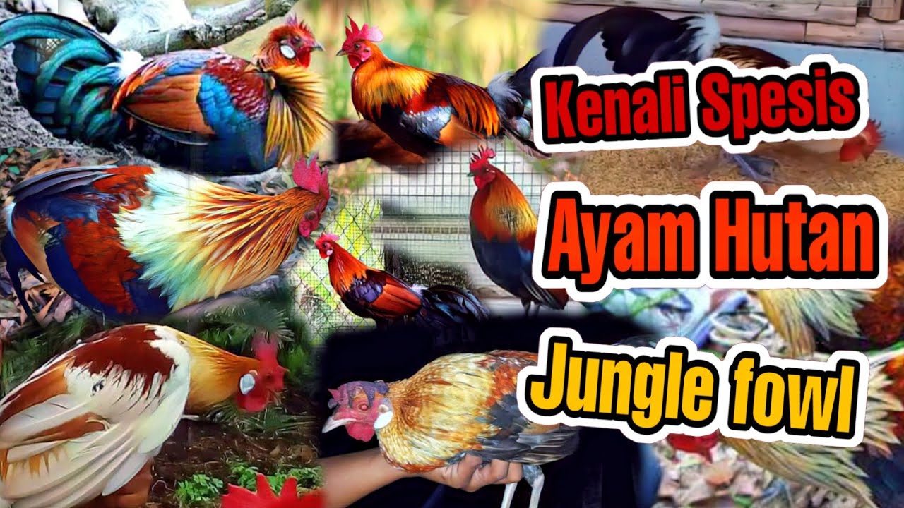 Detail Jenis Ayam Hutan Nomer 22