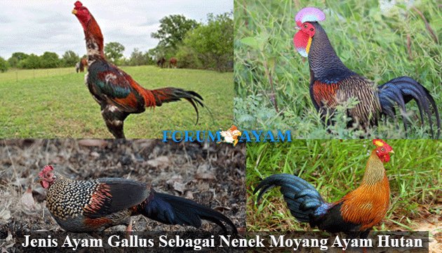 Detail Jenis Ayam Hutan Nomer 27