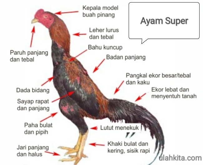 Detail Jenis Ayam Pakoy Nomer 26