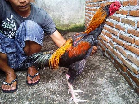 Detail Jenis Ayam Pakoy Nomer 7