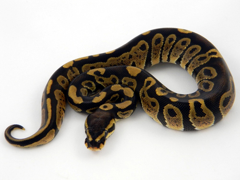 Jenis Ball Python - KibrisPDR