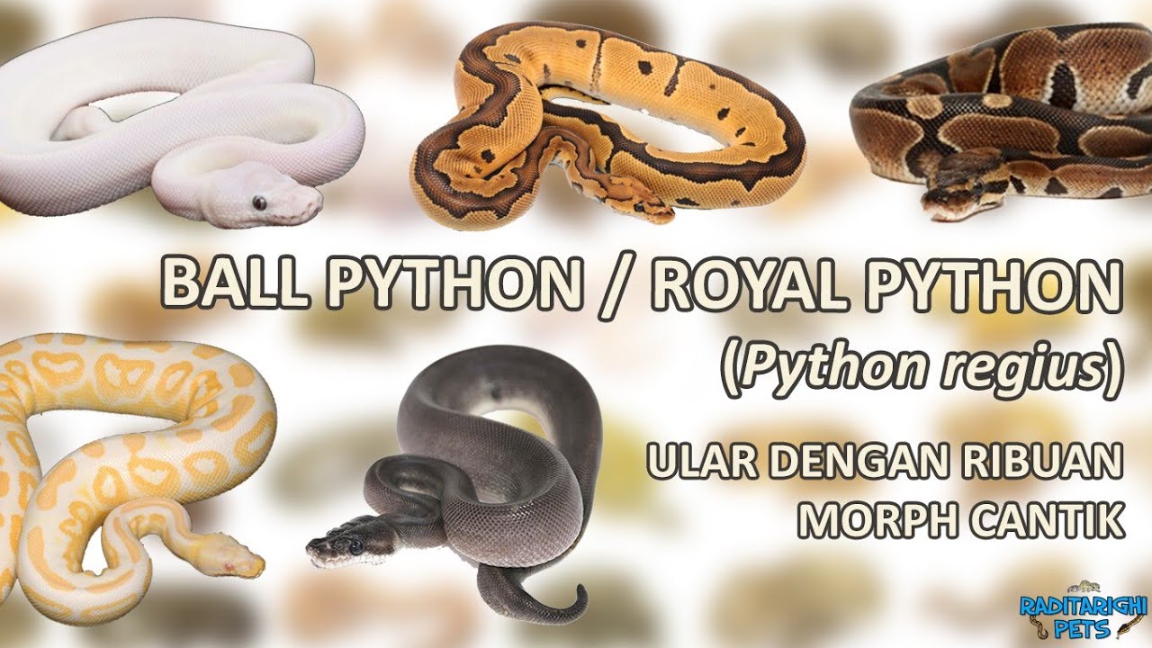 Detail Jenis Ball Python Nomer 2