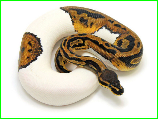 Detail Jenis Ball Python Nomer 12