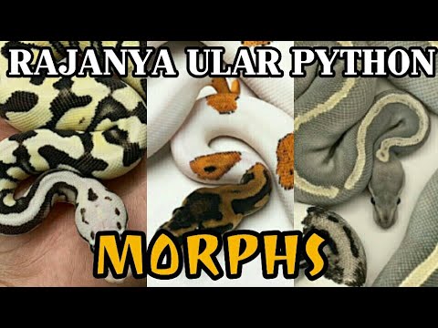 Detail Jenis Ball Python Nomer 13