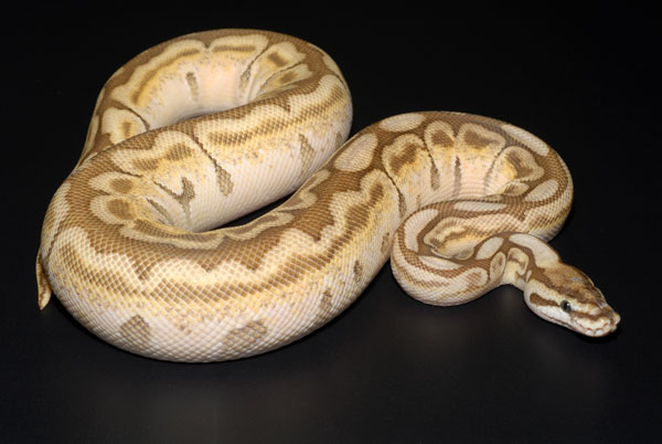 Detail Jenis Ball Python Nomer 5