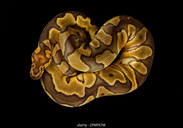 Detail Jenis Ball Python Nomer 50