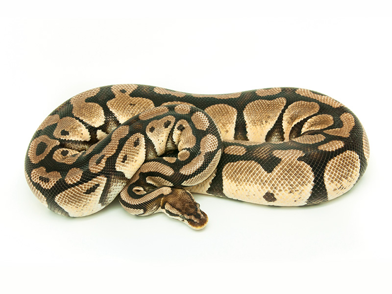 Detail Jenis Ball Python Nomer 52