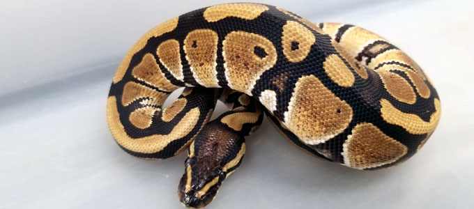 Detail Jenis Ball Python Nomer 7