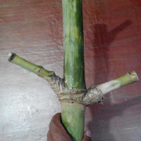Detail Jenis Bambu Bertuah Dan Gambarnya Nomer 25