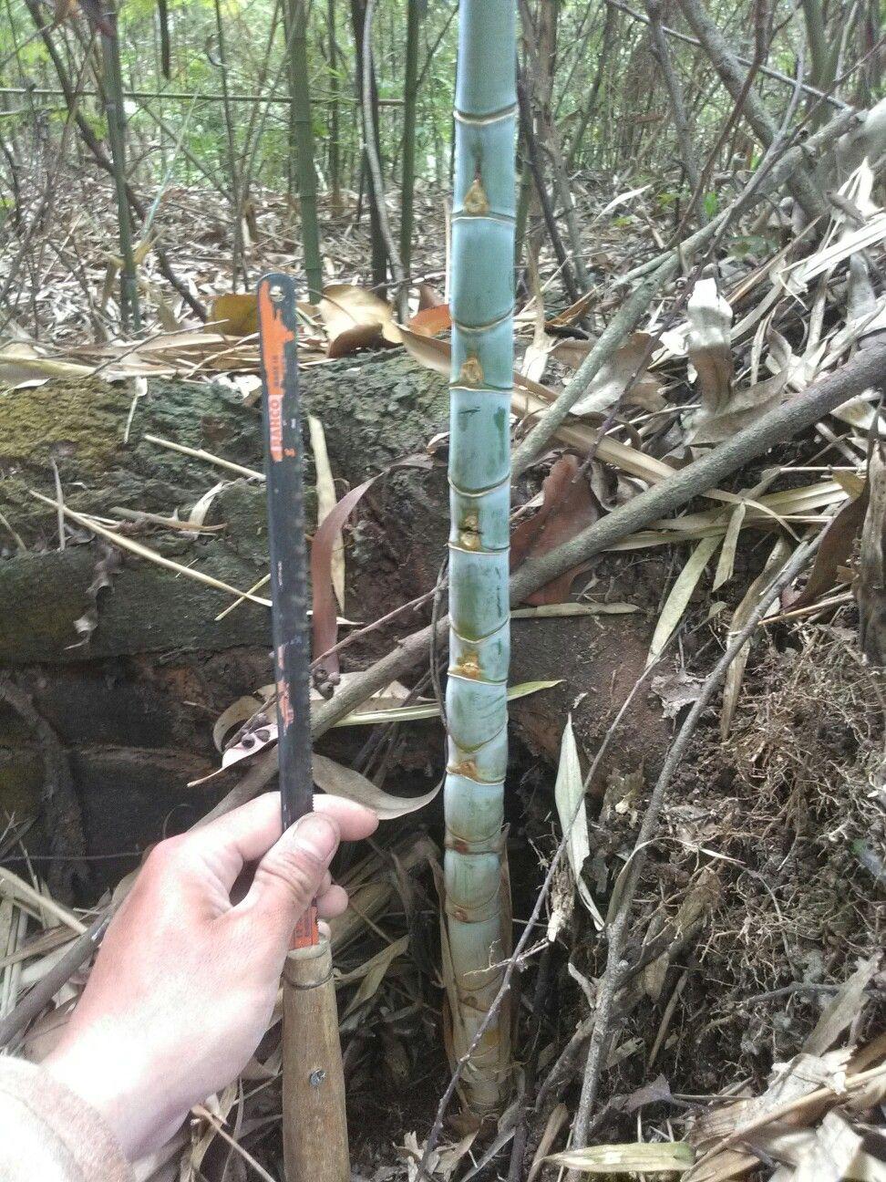 Detail Jenis Bambu Bertuah Dan Gambarnya Nomer 33