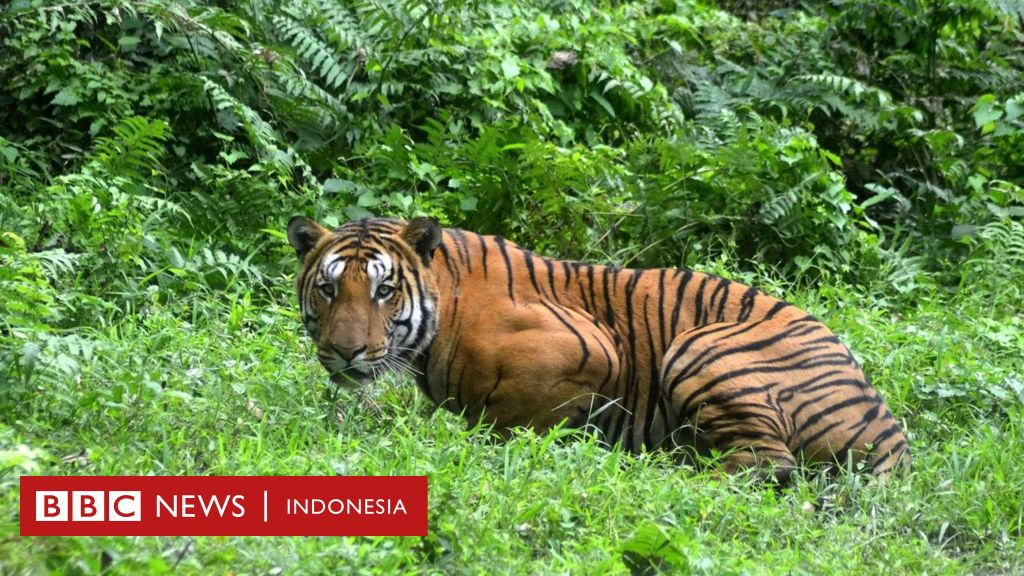 Detail Jenis Binatang Buas Di Indonesia Nomer 47