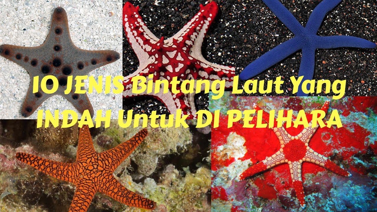 Detail Jenis Bintang Laut Nomer 7