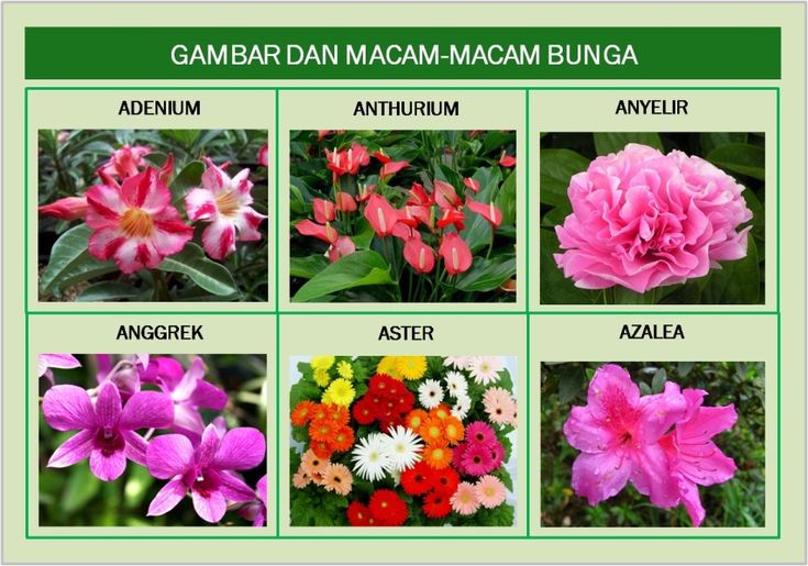 Detail Jenis Bunga Aster Dan Gambarnya Nomer 40