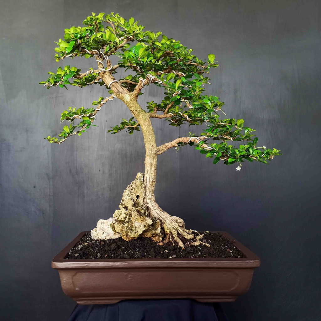 Detail Jenis Bunga Bonsai Nomer 32