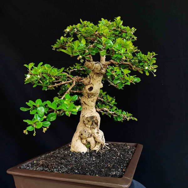 Detail Jenis Bunga Bonsai Nomer 35