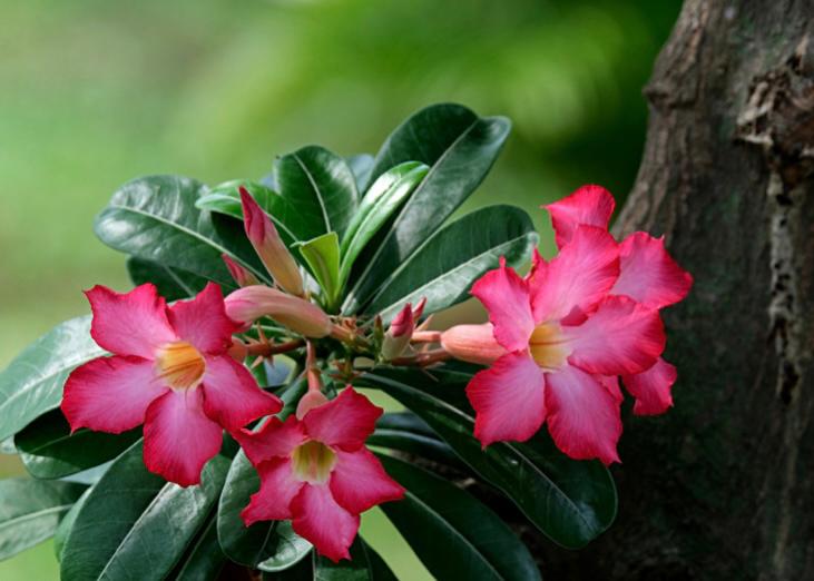 Jenis Bunga Kamboja Langka - KibrisPDR