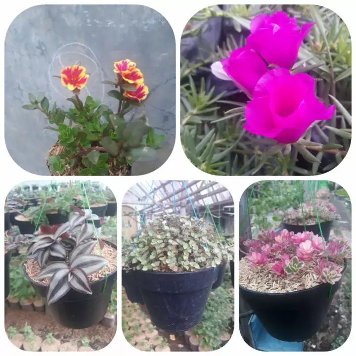 Detail Jenis Bunga Krokot Nomer 17