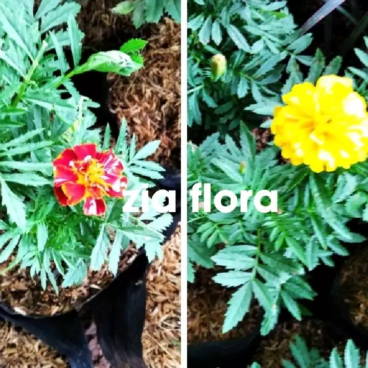 Detail Jenis Bunga Kuning Nomer 55