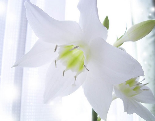 Detail Jenis Bunga Lily Dan Gambarnya Nomer 15