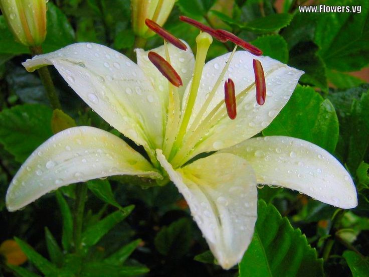 Detail Jenis Bunga Lily Dan Gambarnya Nomer 40