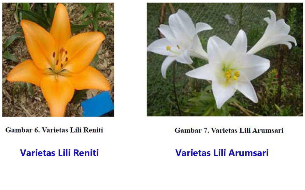 Detail Jenis Bunga Lily Dan Gambarnya Nomer 42