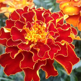 Detail Jenis Bunga Marigold Nomer 12