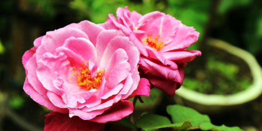 Detail Jenis Bunga Mawar Dan Gambarnya Nomer 3