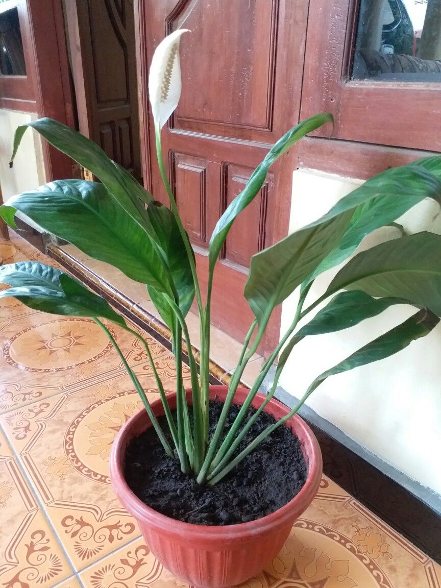 Detail Jenis Bunga Peace Lily Nomer 2