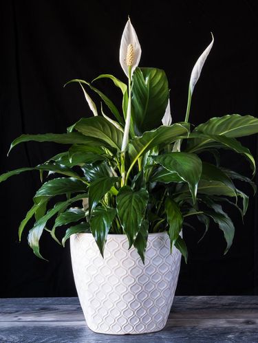 Detail Jenis Bunga Peace Lily Nomer 4