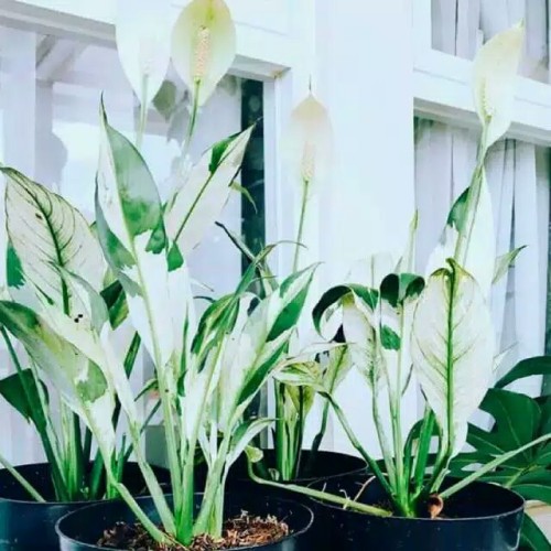 Detail Jenis Bunga Peace Lily Nomer 5