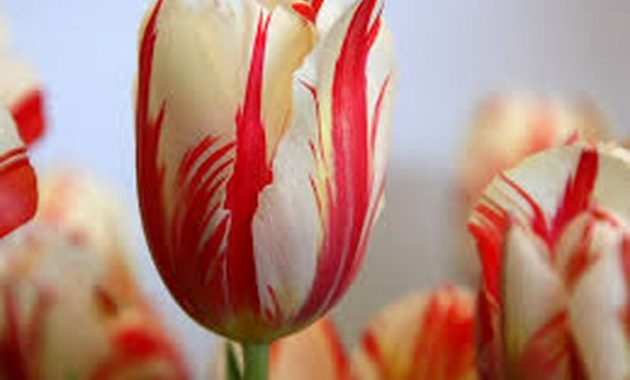 Detail Jenis Bunga Tulip Dan Gambarnya Nomer 19