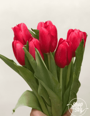 Detail Jenis Bunga Tulip Dan Gambarnya Nomer 28
