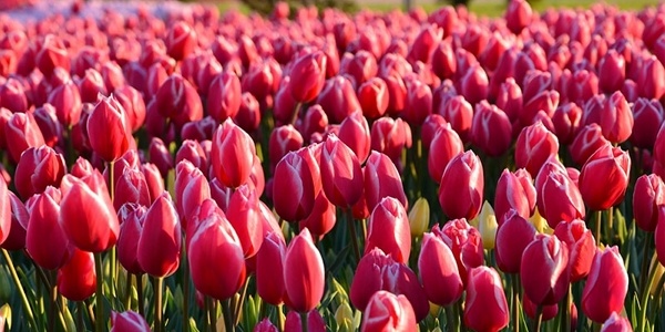 Detail Jenis Bunga Tulip Dan Gambarnya Nomer 50