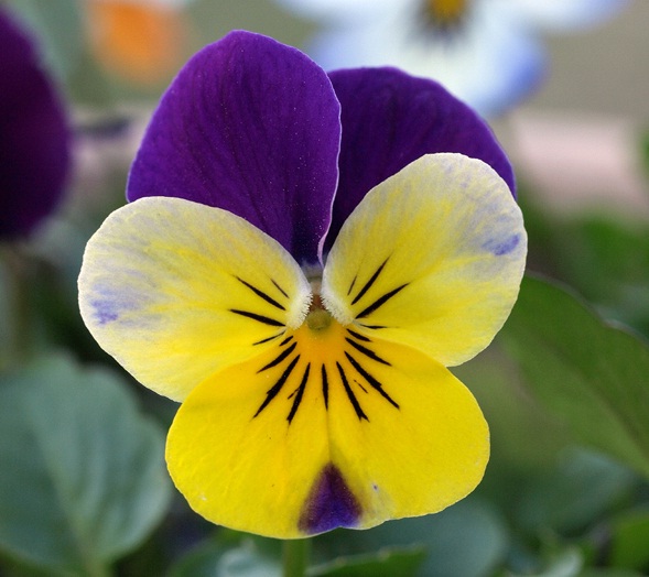 Detail Jenis Bunga Violet Nomer 9