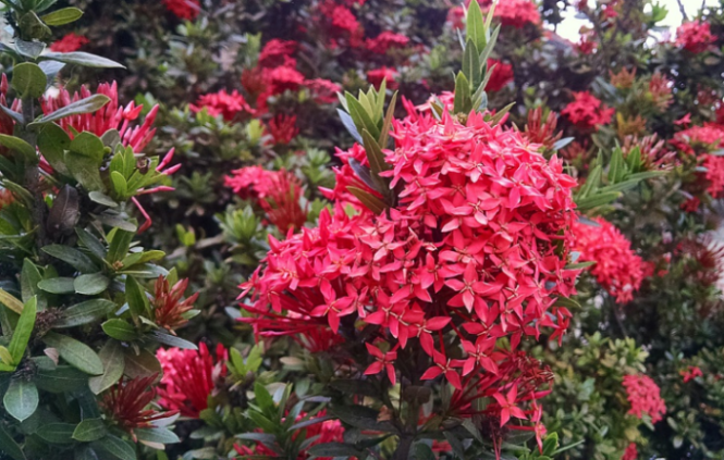 Detail Jenis Bunga Warna Merah Koleksi Nomer 17