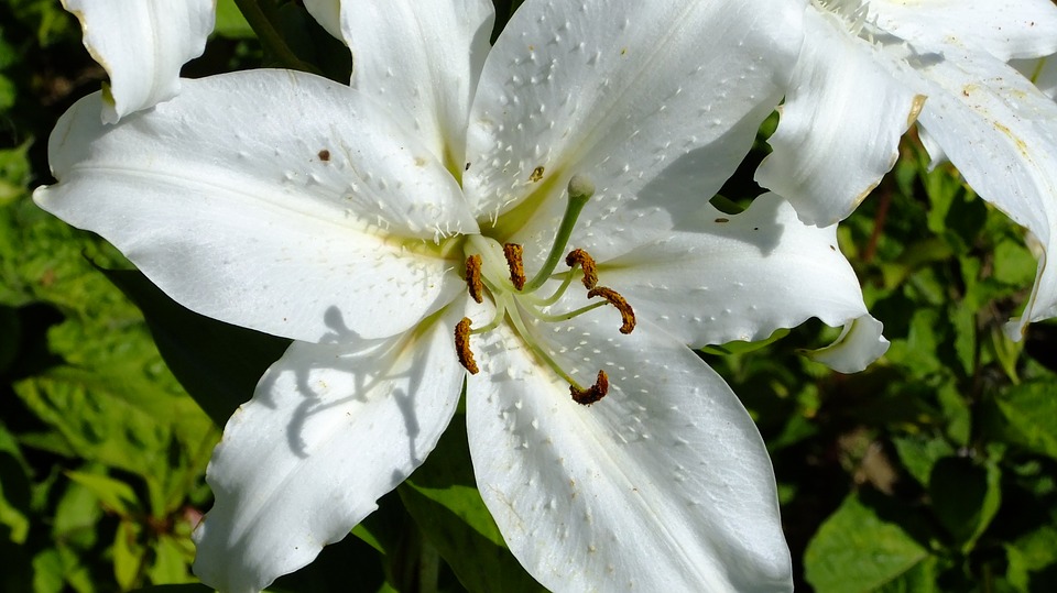 Detail Jenis Bunga Warna Putih Nomer 32