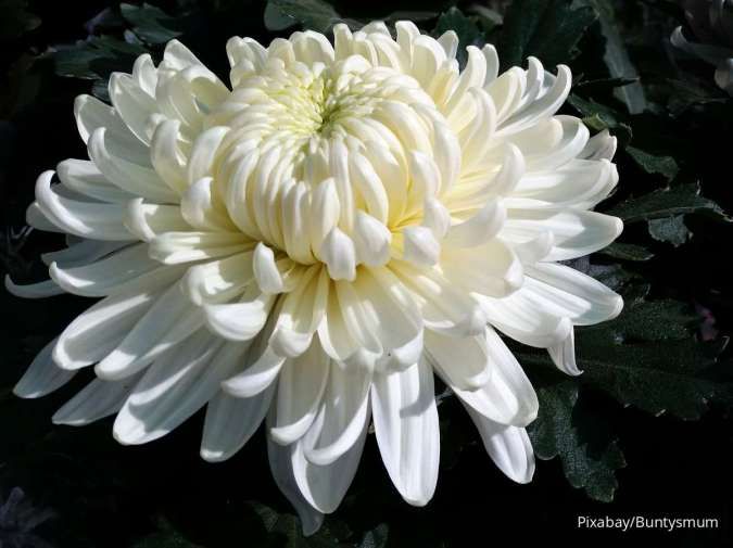 Detail Jenis Bunga Warna Putih Nomer 41