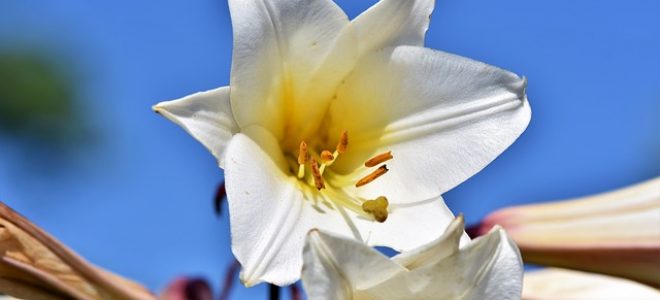 Detail Jenis Bunga Warna Putih Nomer 44