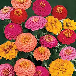 Jenis Bunga Zinnia - KibrisPDR