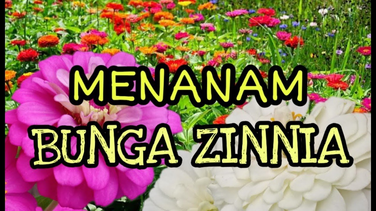 Detail Jenis Bunga Zinnia Nomer 29